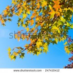 stock-photo-autumn-maple-leaves-on-a-nice-sunny-day-sky-in-the-background-247410412