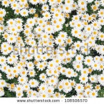 stock-photo-background-from-beautiful-white-camomiles-108506570