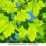stock-photo-background-of-colorful-maple-leaves-167513048