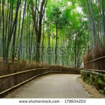 stock-photo-bamboo-forest-with-road-179634203