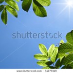stock-photo-beautiful-green-leafs-with-texture-detail-and-small-dragonfly-in-cleaning-blue-sky-64275349