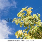 stock-photo-beautiful-leaves-and-blue-sky-background-195938420