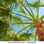 stock-photo-bottom-up-view-of-a-beautiful-palm-tree-with-blue-sunny-sky-188489078