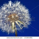 stock-photo-dandelion-blue-131964881