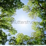 stock-photo-forest-212173600