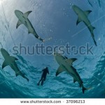 stock-photo-four-lemon-sharks-in-the-bahamas-usa-37096213