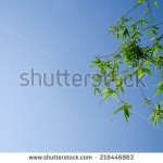 stock-photo-green-bamboo-leaves-shot-against-a-bright-blue-morning-sky-216446863