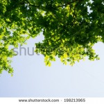 stock-photo-green-birch-leaves-shining-in-the-sun-on-blue-sky-background-198213965