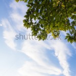 stock-photo-green-branches-of-the-oak-tree-against-the-blue-cloudy-sky-background-231035122