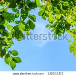stock-photo-green-leaves-and-blue-sky-background-132902372 (1)