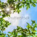stock-photo-green-leaves-and-bright-blue-sky-background-132872447