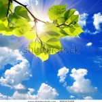 stock-photo-green-leaves-and-sun-on-blue-sky-165343400
