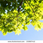 stock-photo-green-leaves-of-the-maple-tree-in-the-sunshine-against-the-blue-sky-background-210807412