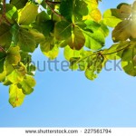 stock-photo-green-leaves-of-tropical-tree-against-the-sky-and-sun-227561794