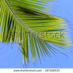 stock-photo-large-palm-leaf-on-background-blue-sky-167190533