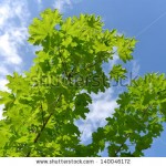 stock-photo-maple-leaves-against-the-blue-sky-140046172