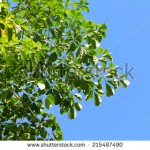 stock-photo-nature-green-leaf-and-blue-sky-215487490