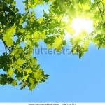 stock-photo-oak-branches-shined-with-the-sun-58038772