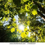 stock-photo-rays-of-light-beaming-trough-the-tree-branches-and-leafs-in-fore-170363237