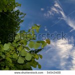 stock-photo-summer-trees-and-blue-sky-background-54543400