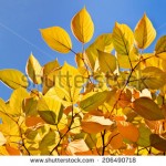 stock-photo-the-bright-colors-of-autumn-trees-yellow-leaves-on-a-background-of-blue-sky-206490718