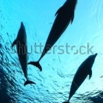 stock-photo-three-dolphins-underwater-57715612