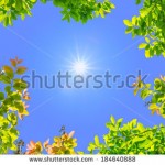 stock-photo-tree-with-sun-and-blue-sky-184640888