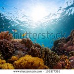 stock-photo-underwater-shot-of-vivid-coral-reef-with-fishes-196377368