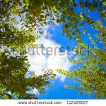 stock-photo-up-view-on-tree-and-sun-on-blue-sky-112428227