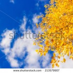 stock-photo-yellow-leaves-on-the-branches-of-poplar-trees-against-the-blue-sky-213579907